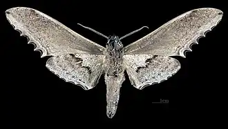 Langia zenzeroides zenzeroides revers du mâle MHNT