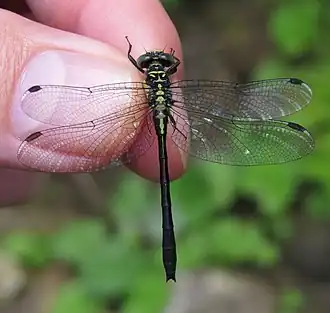 Description de l'image Lanthus vernalis 79683727.jpg.