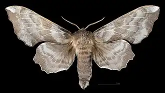 Avers du mâle (coll.MHNT)