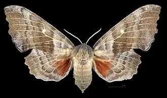 Avers de le femelle (coll.MHNT)