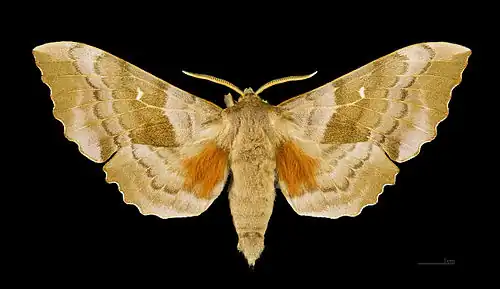 Smerinthinae(Laothoe populi)