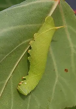 Mimétisme de la chenille dont les lignes jaunes imitent les nervures des feuilles