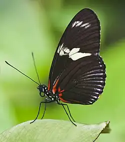 Heliconius doris viridis
