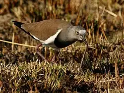 Photographie d'un oiseau marchant dans de l'herbe sèche, penché en avant et en train de tirer un ver du sol.