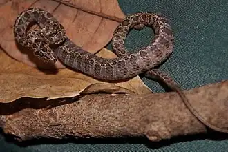 Description de l'image Large-spotted Cat Snake (Boiga multomaculata) 繁花林蛇13.jpg.