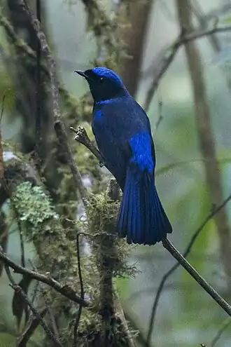 Description de cette image, également commentée ci-après