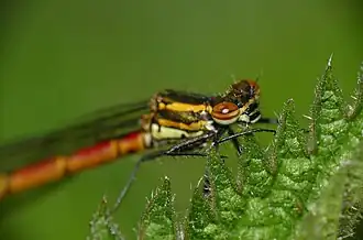 Détail de la tête.