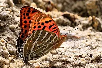 Argynnis childreni