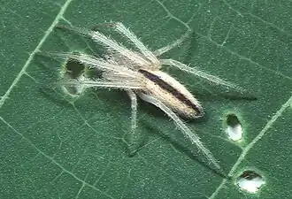 Description de l'image Larinia.argiopiformis.female.2.-.tanikawa.jpg.