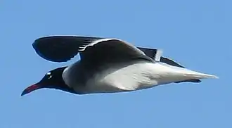 Goéland à iris blanc