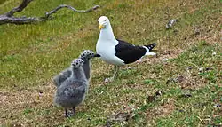 Goélands dominicains (Larus dominicanus)