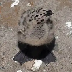 Oisillon de goéland présentant une tache blanche à l'extrémité du bec