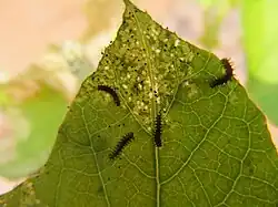 Chenilles d'Acraea terpsicore sur une feuille de Passiflora foetida.