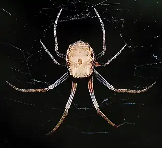 Description de l'image Larvatus Twig Spider (Cyphalonotus larvatus) (51068169796), crop.jpg.