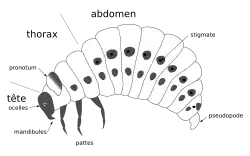 dessin schématique d'une larve.