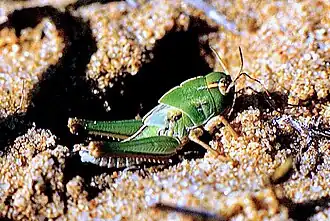 Larve solitaire de stade 4 du criquet migrateur (forme verte) (Madagascar) (photo Michel Lecoq)
