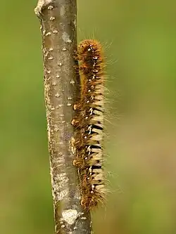 Chenille du Bombyx du chêne