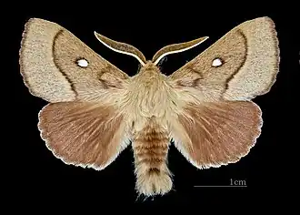 Bombyx du trèfle ♂  face dorsale Muséum de Toulouse.