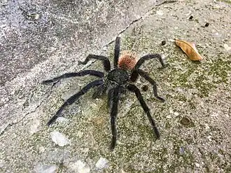 Description de l'image Lasiodora franciscana 257284860.jpg.