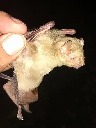 Description de l'image Lasiurus intermedius 49023072 (cropped).jpg.