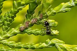 Un insecte noir sur une plante proche de plusieurs petits insectes bruns.
