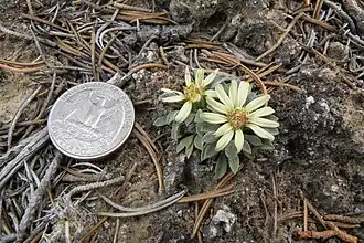 Description de l'image Last Chance Townsendia (Townsendia aprica) (6808949611).jpg.