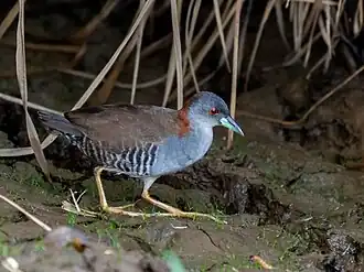 Description de cette image, également commentée ci-après