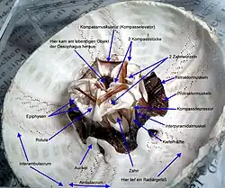 Gros plan sur une lanterne d'Aristote en vue interne, avec ses muscles et ligaments.