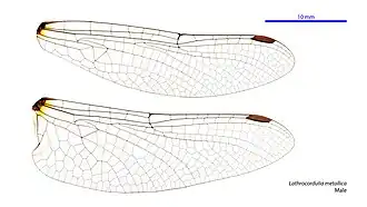 Description de l'image Lathrocordulia metallica male wings (34216269424).jpg.