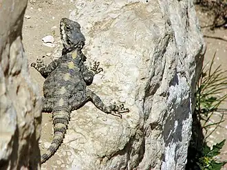 Description de l'image Laudakia stellio 002.jpg.