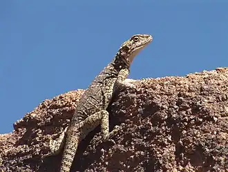 Description de l'image Laudakia stoliczkana, Eej Khairkhan Natural Monument, Tsogt sum, Govi-Altai province, North Gobi Desert, Mongolia 8.JPG.