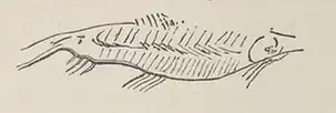 Poisson gravé sur mandibule de renne.