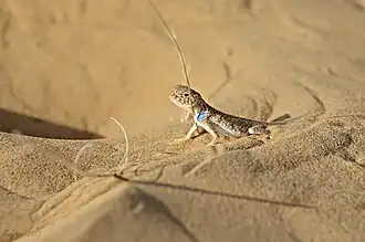 Bufoniceps laungwalaensis.