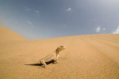 Lézard Bufoniceps laungwalaensis au Rajasthan en septembre 2016.