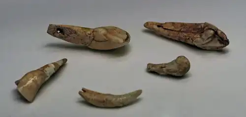 Canines renne et cerf. Aurignacien