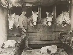 Lawrence Oates et les poneys de l'expédition, 1911.