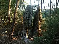 Image illustrative de l’article Menhirs de la Lande de Parsac