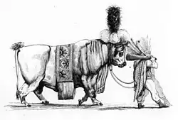 Gravure figurant un bœuf coiffé de plumes derrière deux hommes portant une massue et coiffés de plumes