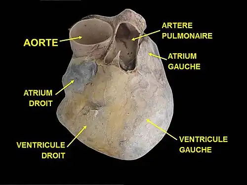 Les principales parties du cœur.