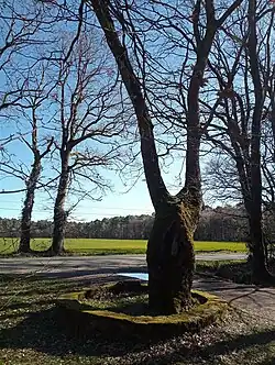 Le Chêne Chevreulz (chevelu) ou Chevreux (chevreuil). 2023.