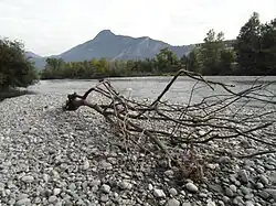 Le Drac : vue d'une berge de Fontaine (amont du Pont du Vercors).