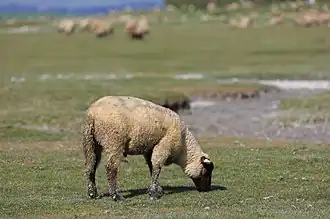 Agneau de prés salés de la baie du Mont-Saint-Michel
