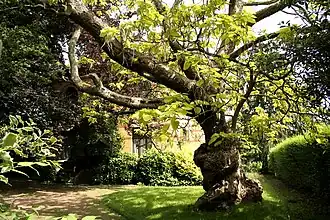 Vieux catalpa(Le Rœulx, Hainaut, Belgique).