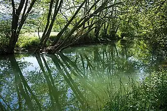 Le Suran à Broissia (Jura)