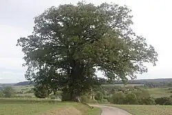 Le chêne multiséculaire.