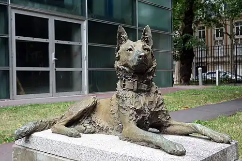 « Tom », chien berger belge (1905), palais des Beaux-Arts de Lille.