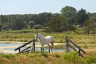 La forêt d'Olonne en arrière-plan du marais du même nom.