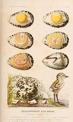 Illustration représentant un œuf ouvert à différentes étapes de la formation d'un poussin, jusqu'à l'éclosion.