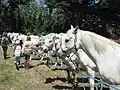A l’arrivée, les chevaux sont placés dans un champ.