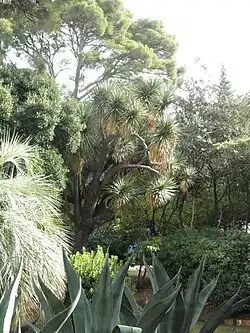 Parc exotique avec végétation dense et luxuriante.